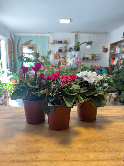 Cyclamen (Violeta Persa)