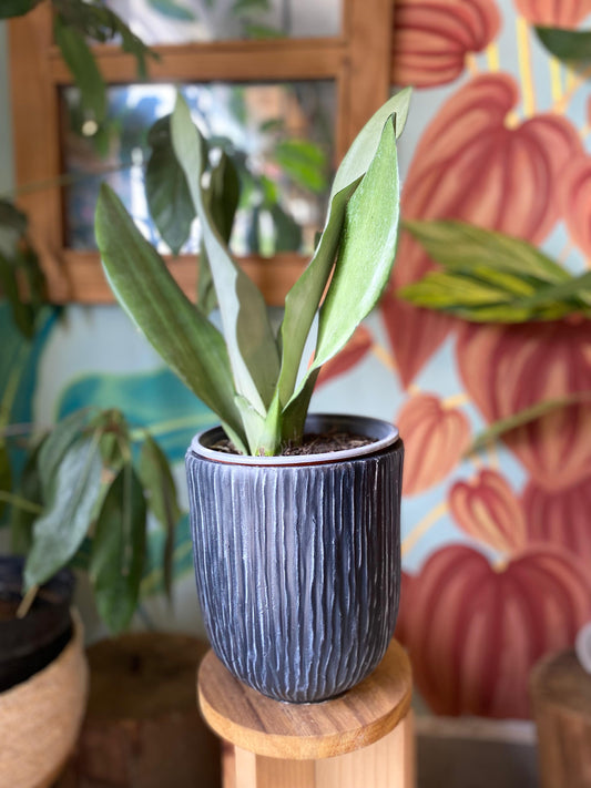 Sansevieria Moonshine