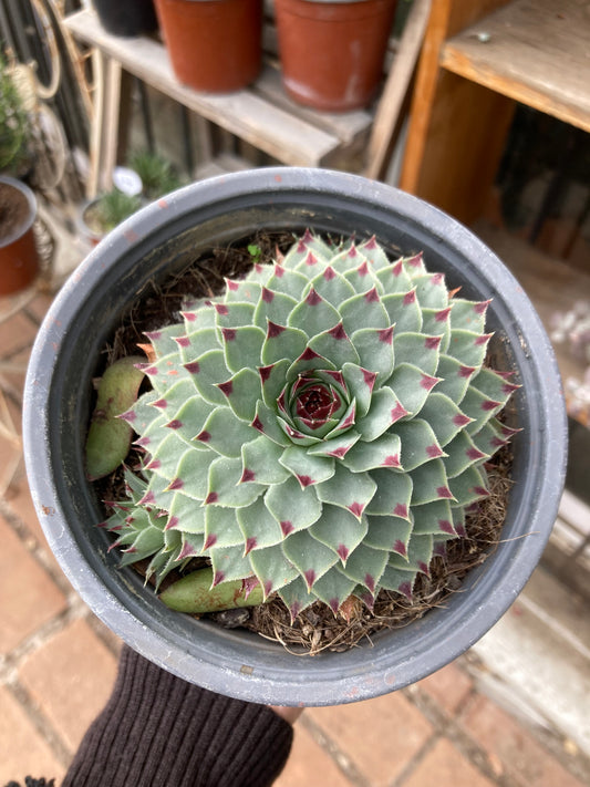 Echeveria Siempreviva