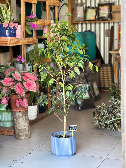 Ficus Danielle