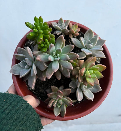 Arreglo De Suculentas