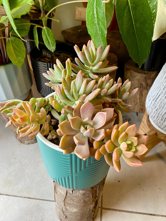 Arreglo De Suculentas