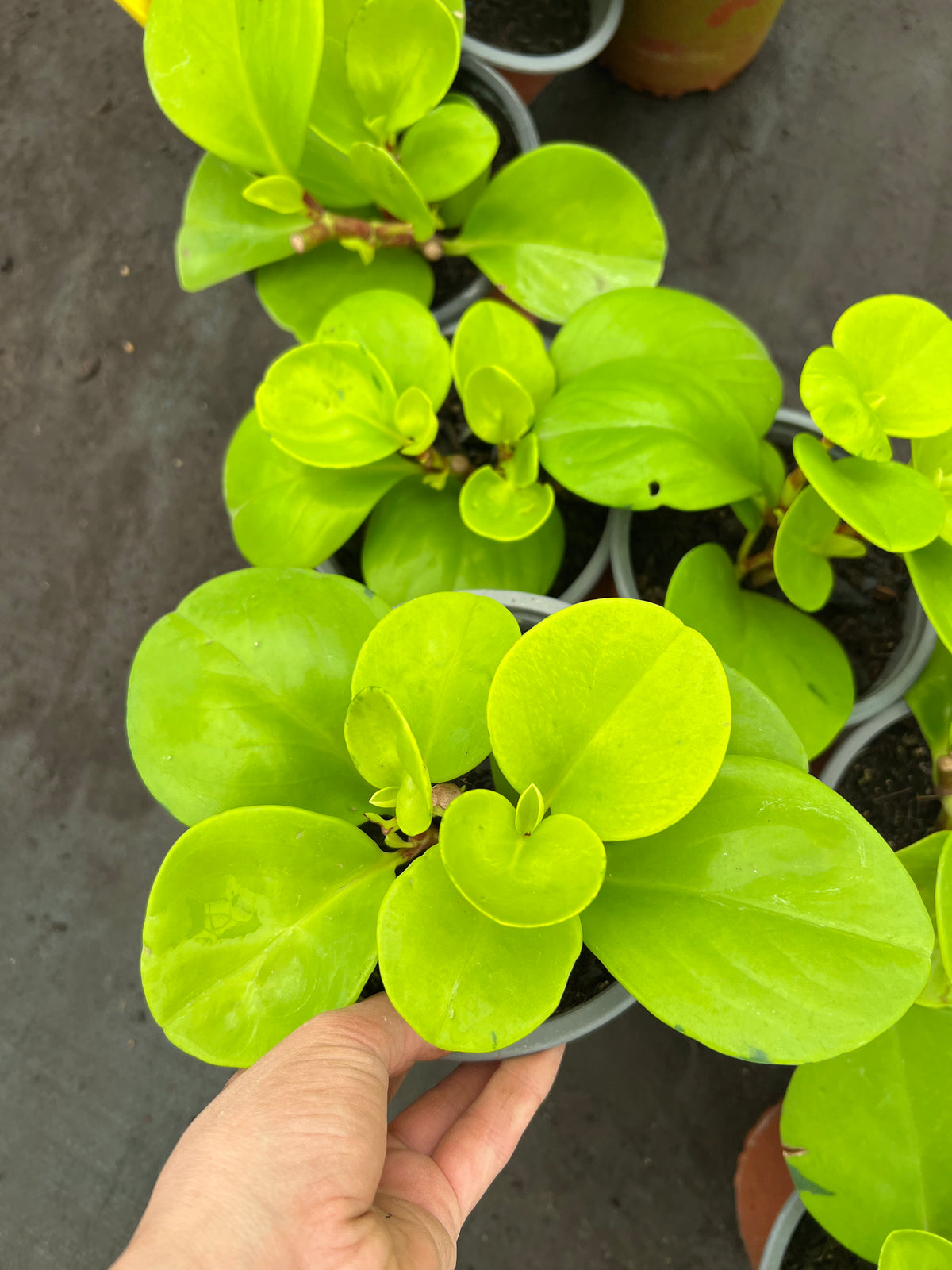 Peperomia Lemon Lime