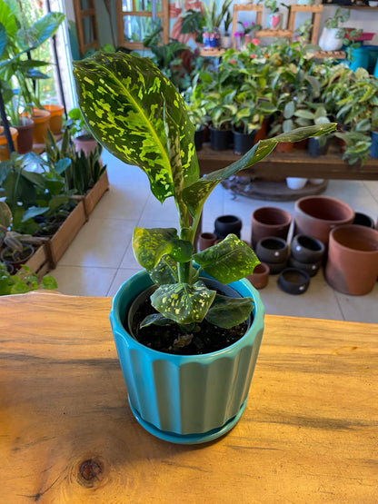 Dieffenbachia