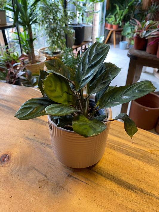 Calathea Burle Marxii Oscura