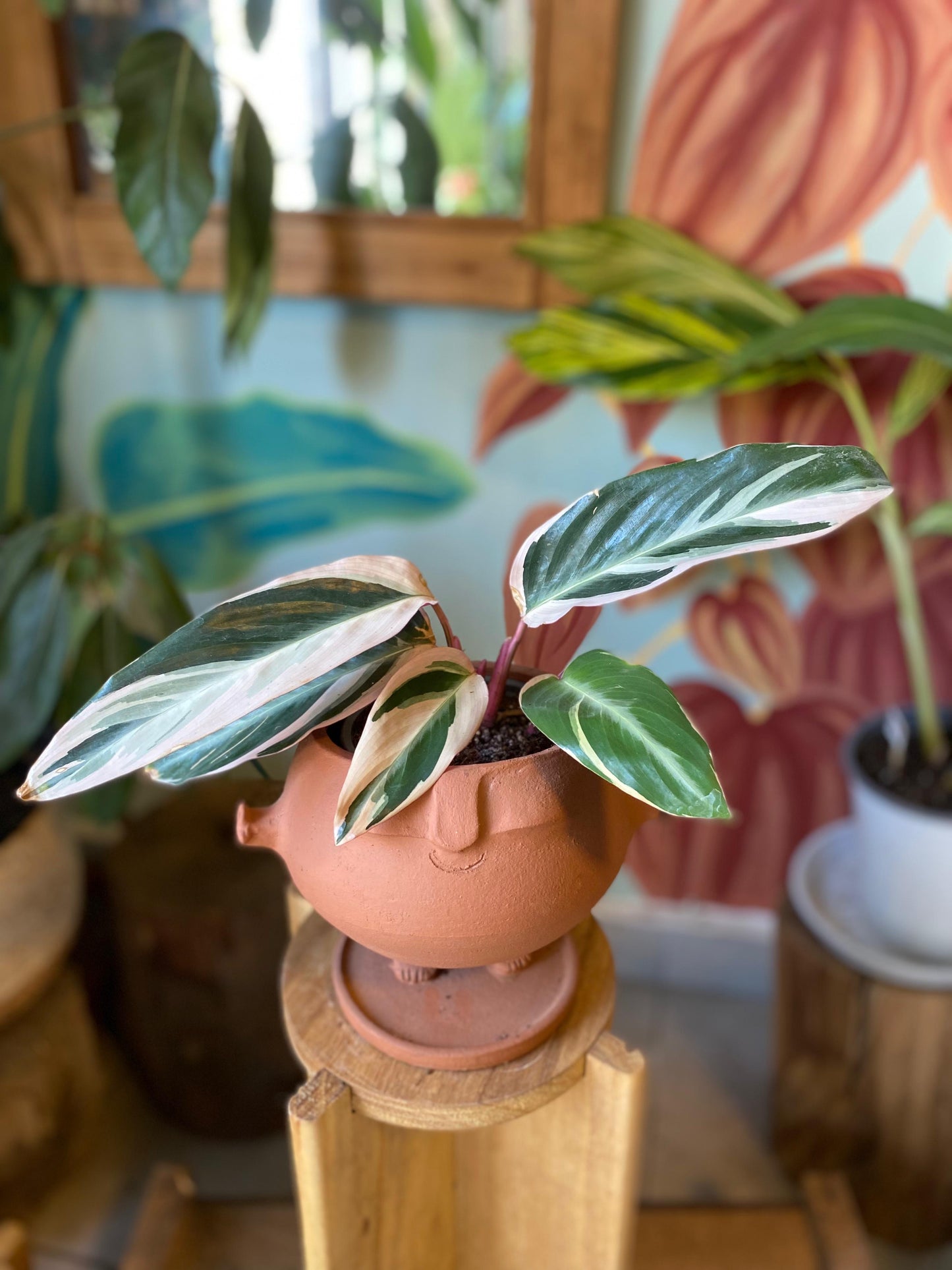 Calathea Stromanthe Triostar M