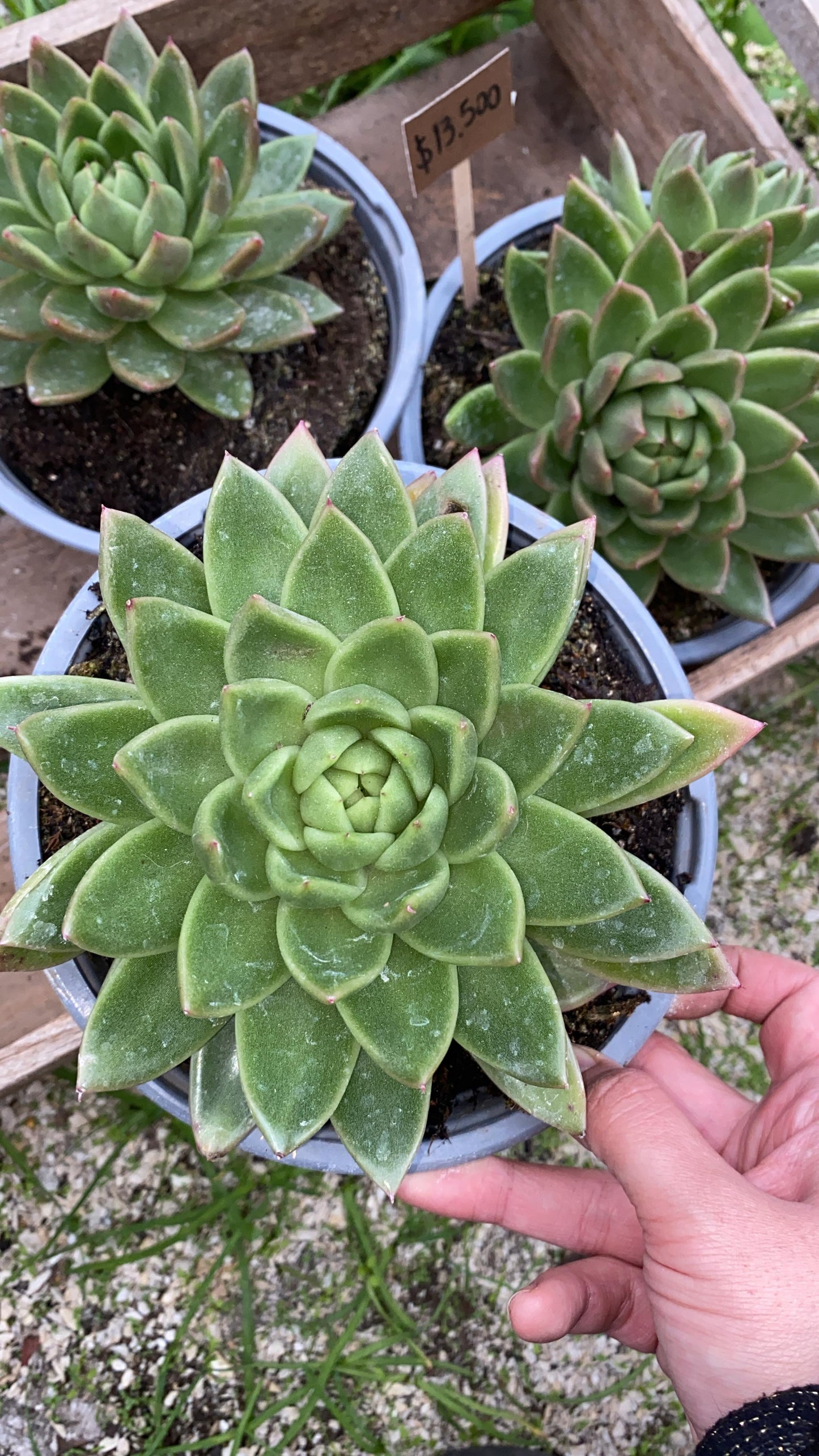 Echeveria Agavoides christmas