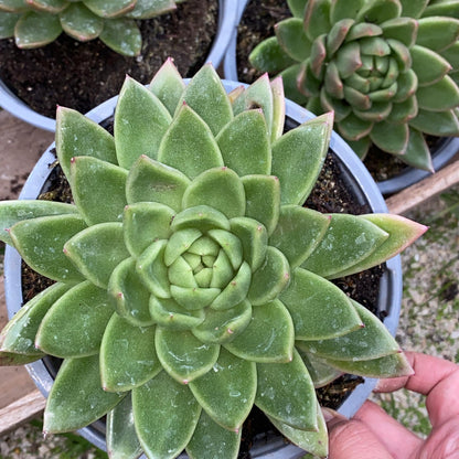 Echeveria Agavoides christmas