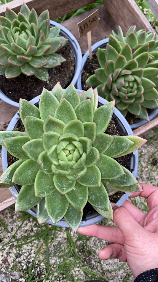 Echeveria Agavoides christmas