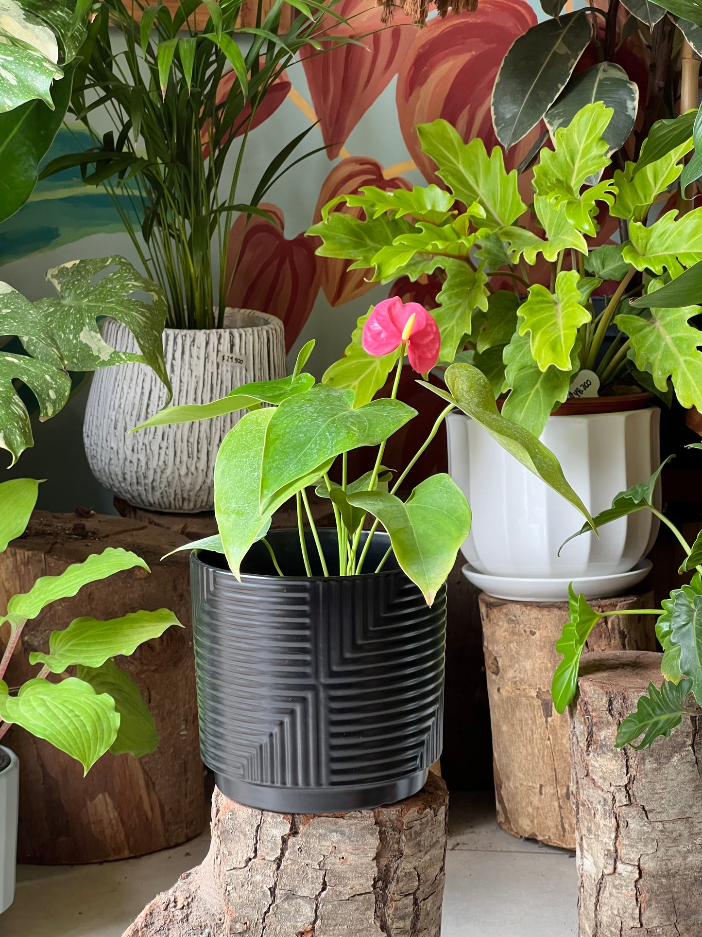 Anturio + Macetero Cerámica