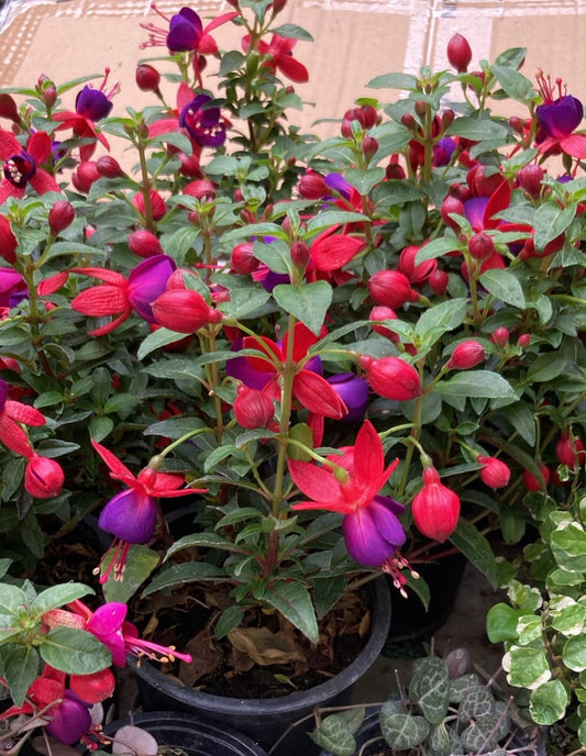 Fucsias