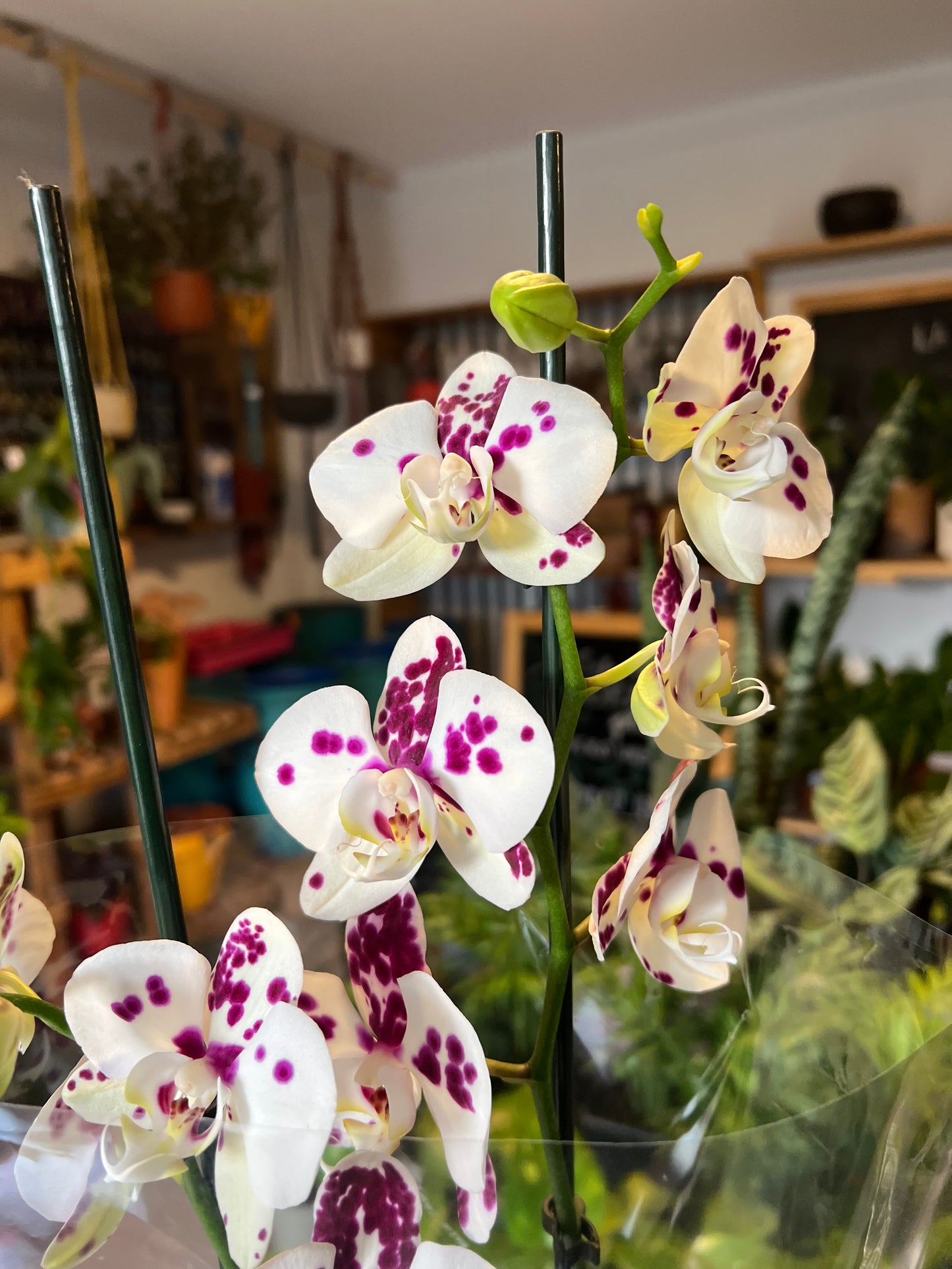 Orquidea Phalaenopsis
