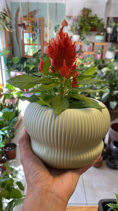 Celosías
