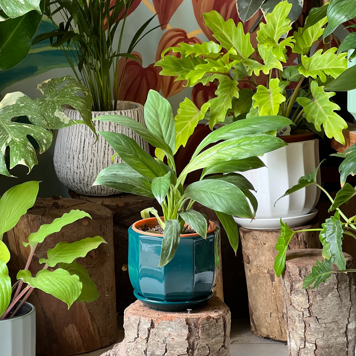 Espatifilio Variegado + Macetero Cerámica