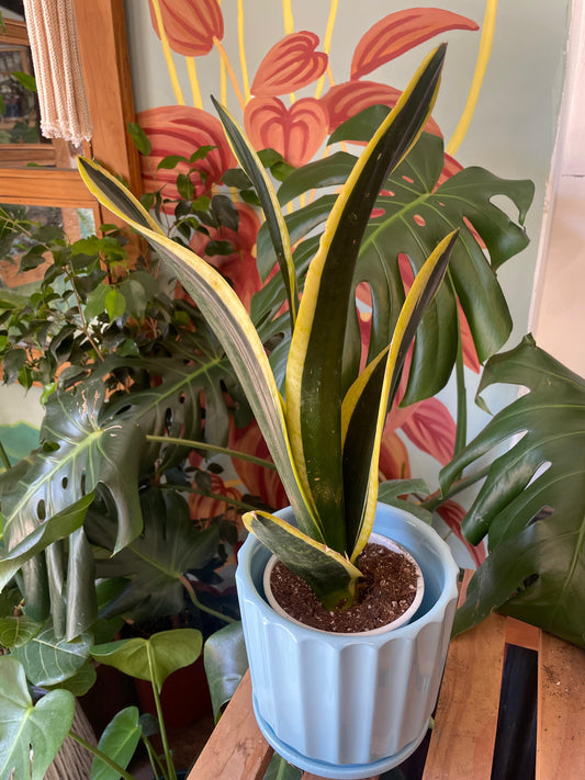 Sansevieria Black Gold