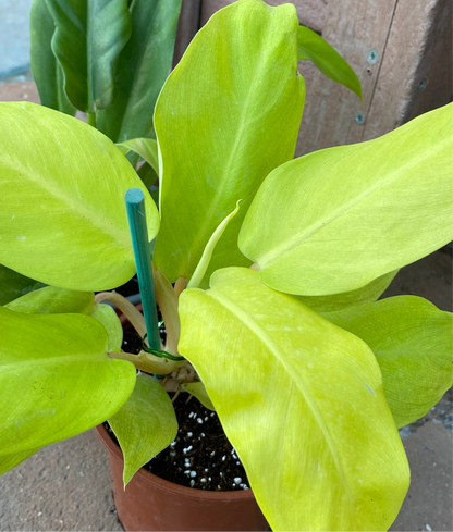 Filodendro Malay Gold M