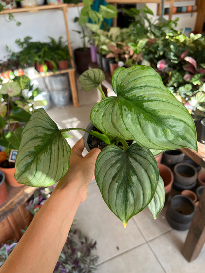 Filodendro Pastazanum Silver