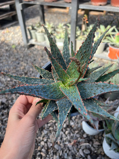 Aloe Piranha