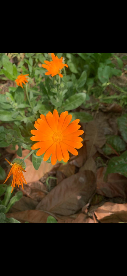 Semillas Agroecológicas - Rose Herbolaria