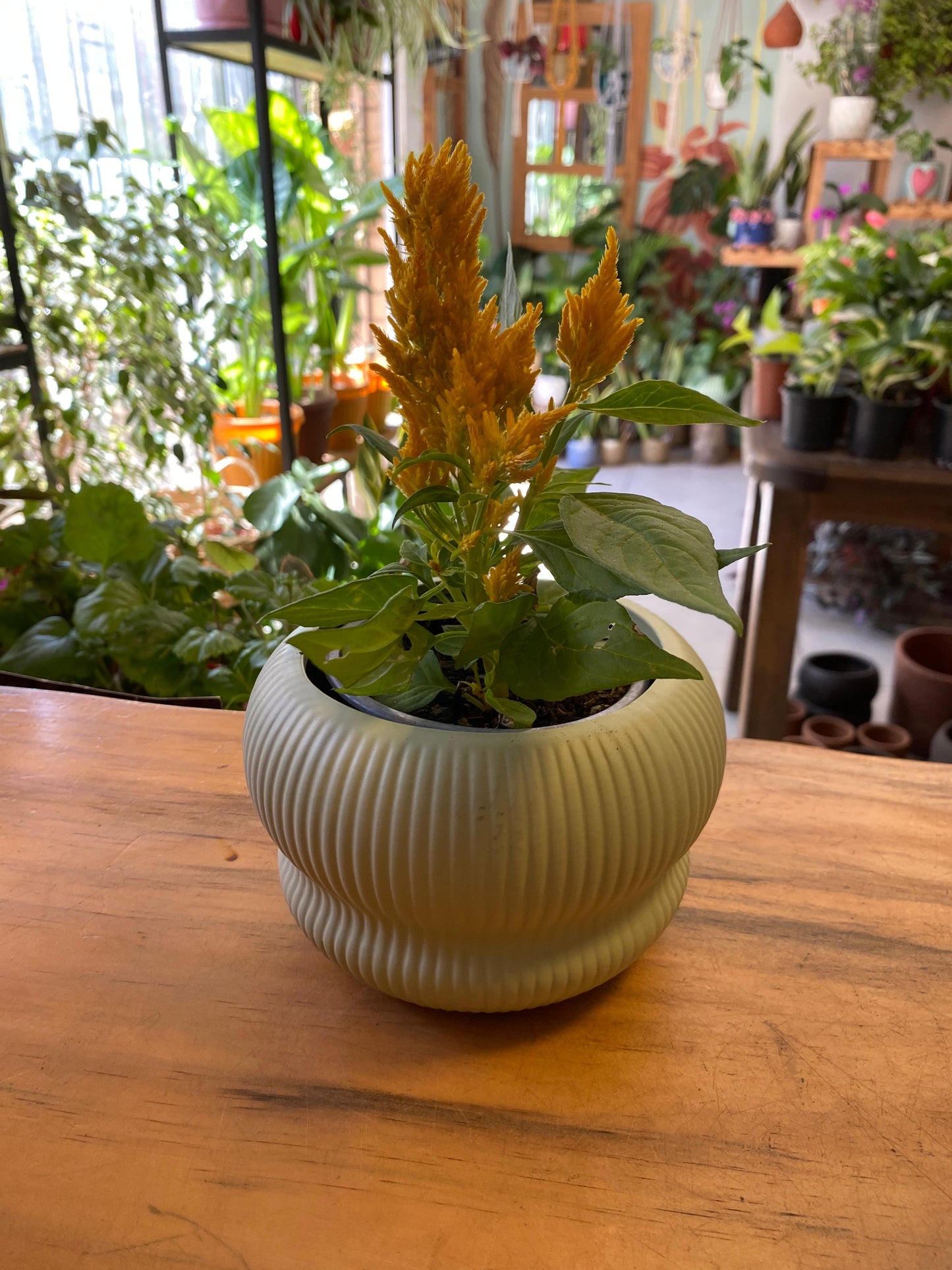 Celosías