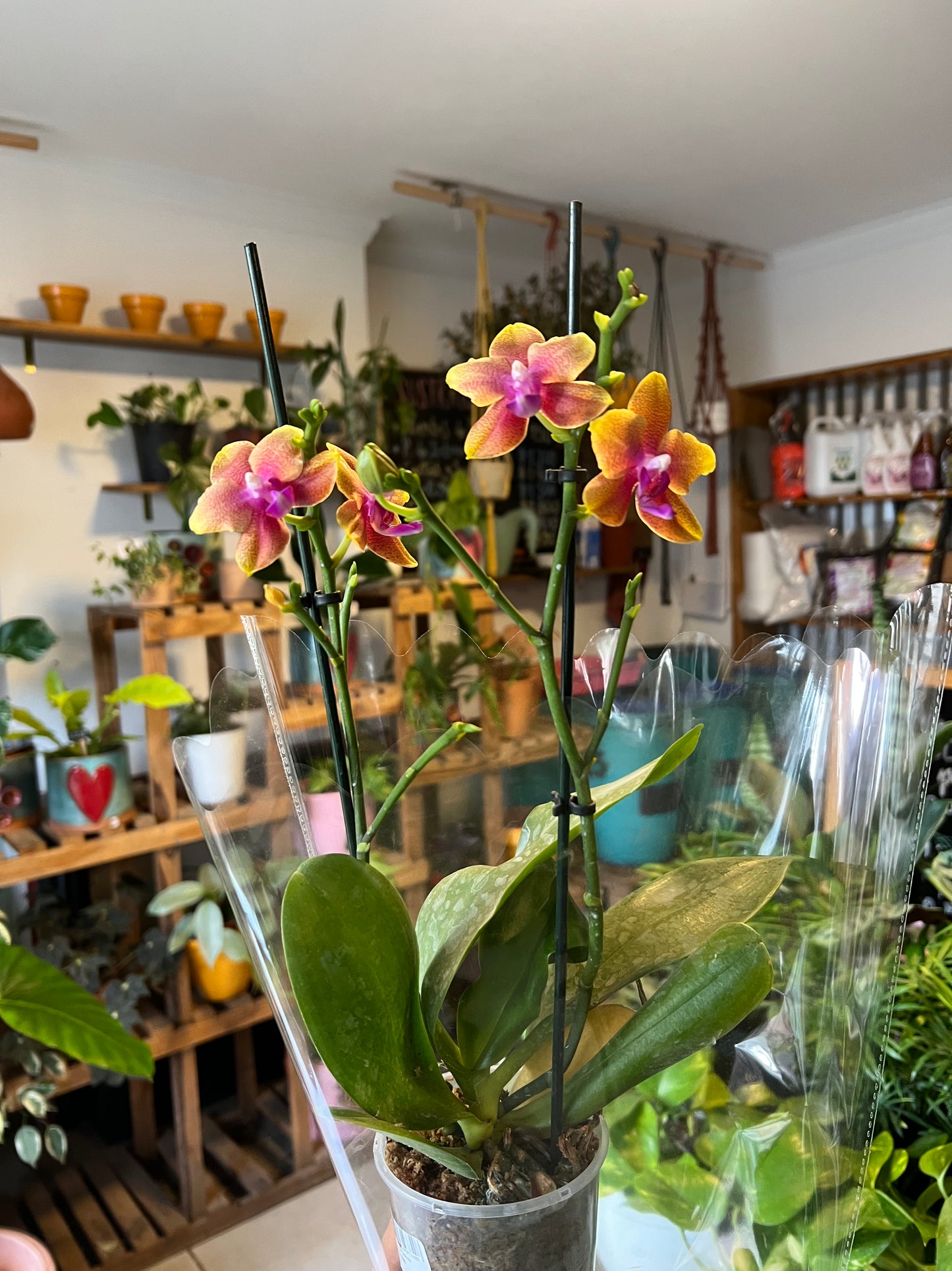Orquidea Phalaenopsis