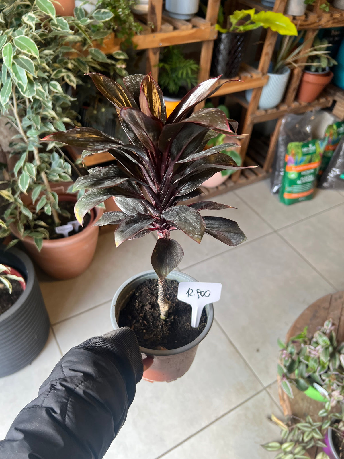 Cordilina Enana
