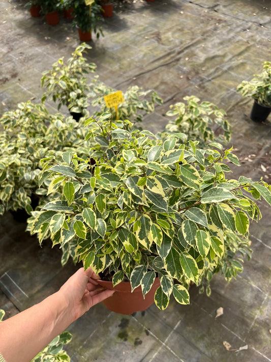 Ficus Variegado Bonsai