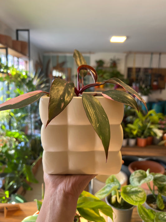 Macetero cubo