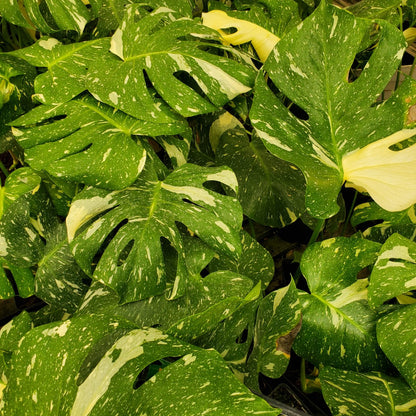 Monstera Variegada Thai Constellation