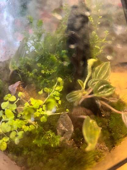 Terrario de Vidrio "Prisma" Mediano