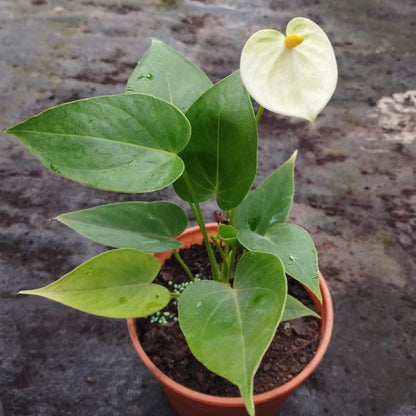 anthurium andreanum cuidados Anturio Andreanum – La Loca de las Plantas