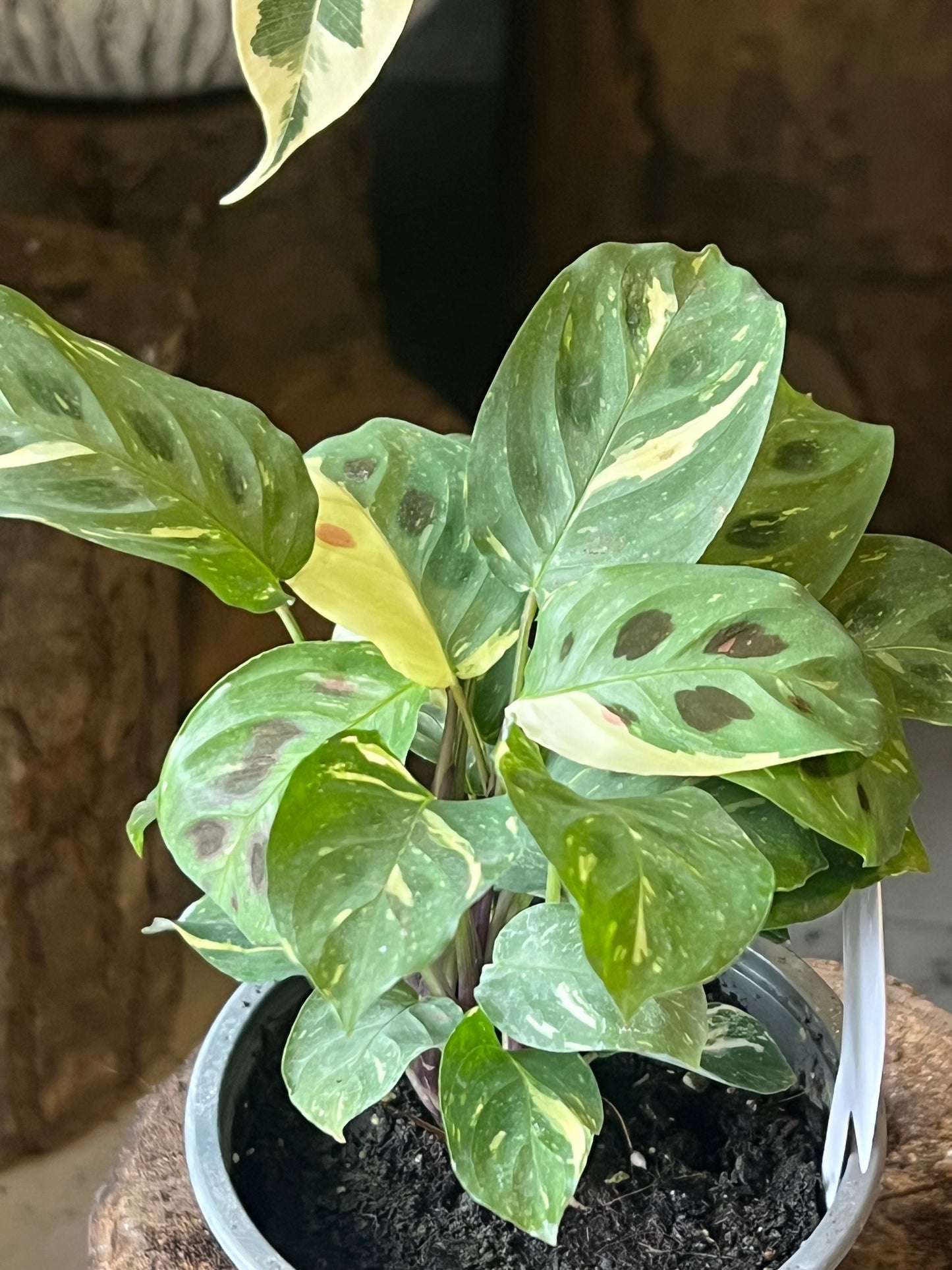 Maranta Kerchoveana Variegada S