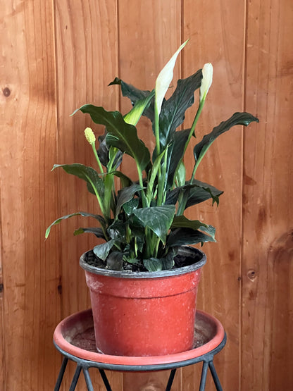 Espatifilio (cuna De Moisés)