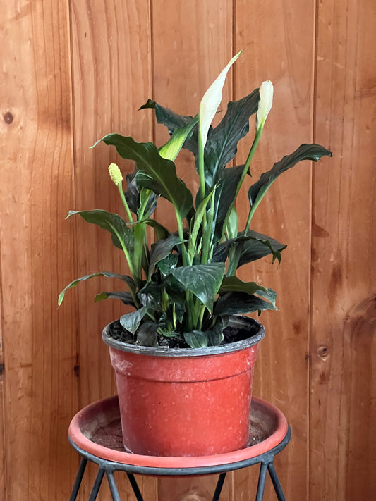 Espatifilio (cuna De Moisés)