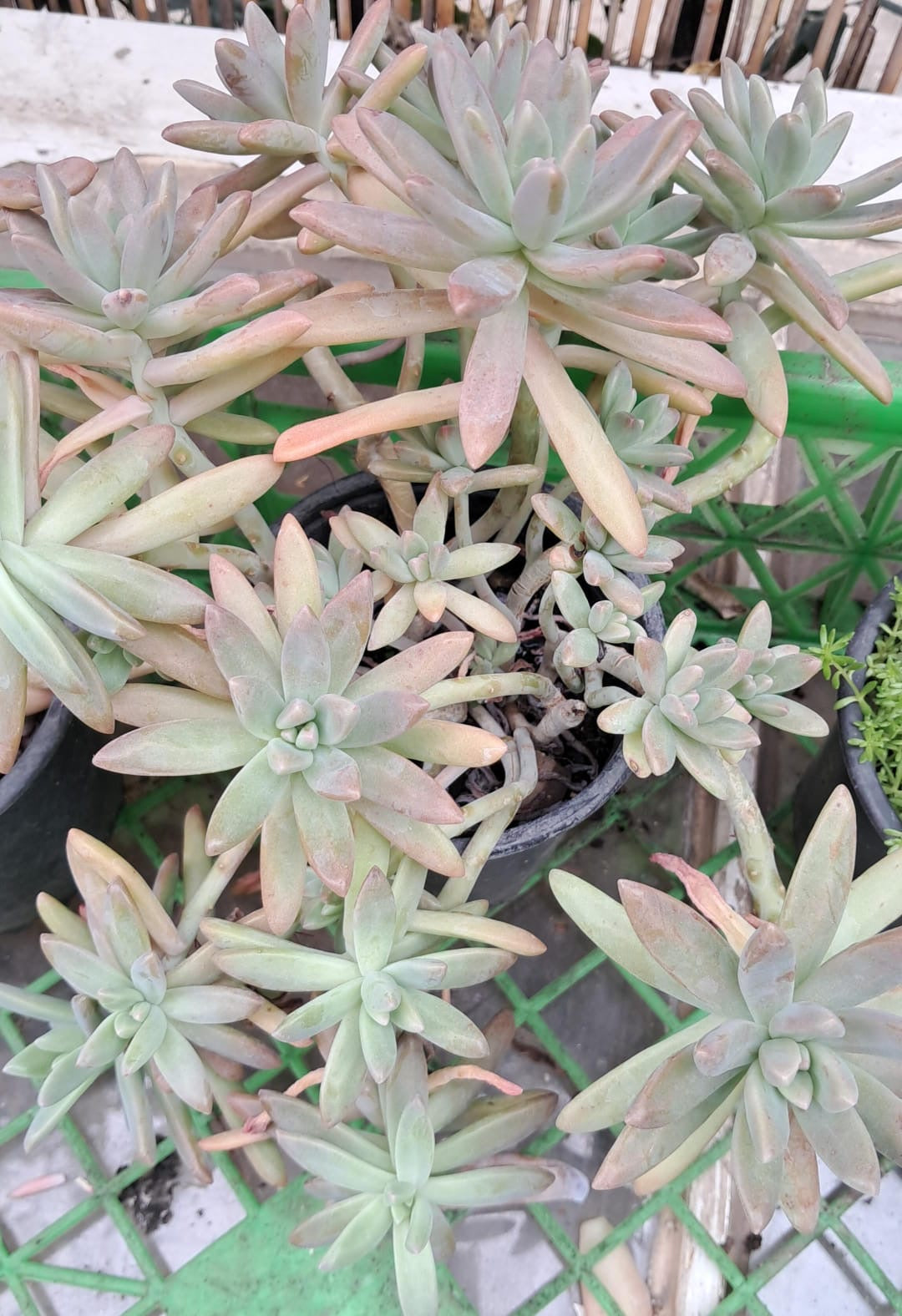 Graptosedum Darley Sunshine