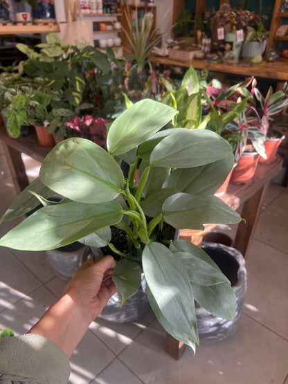 Filodendro Silver Sword