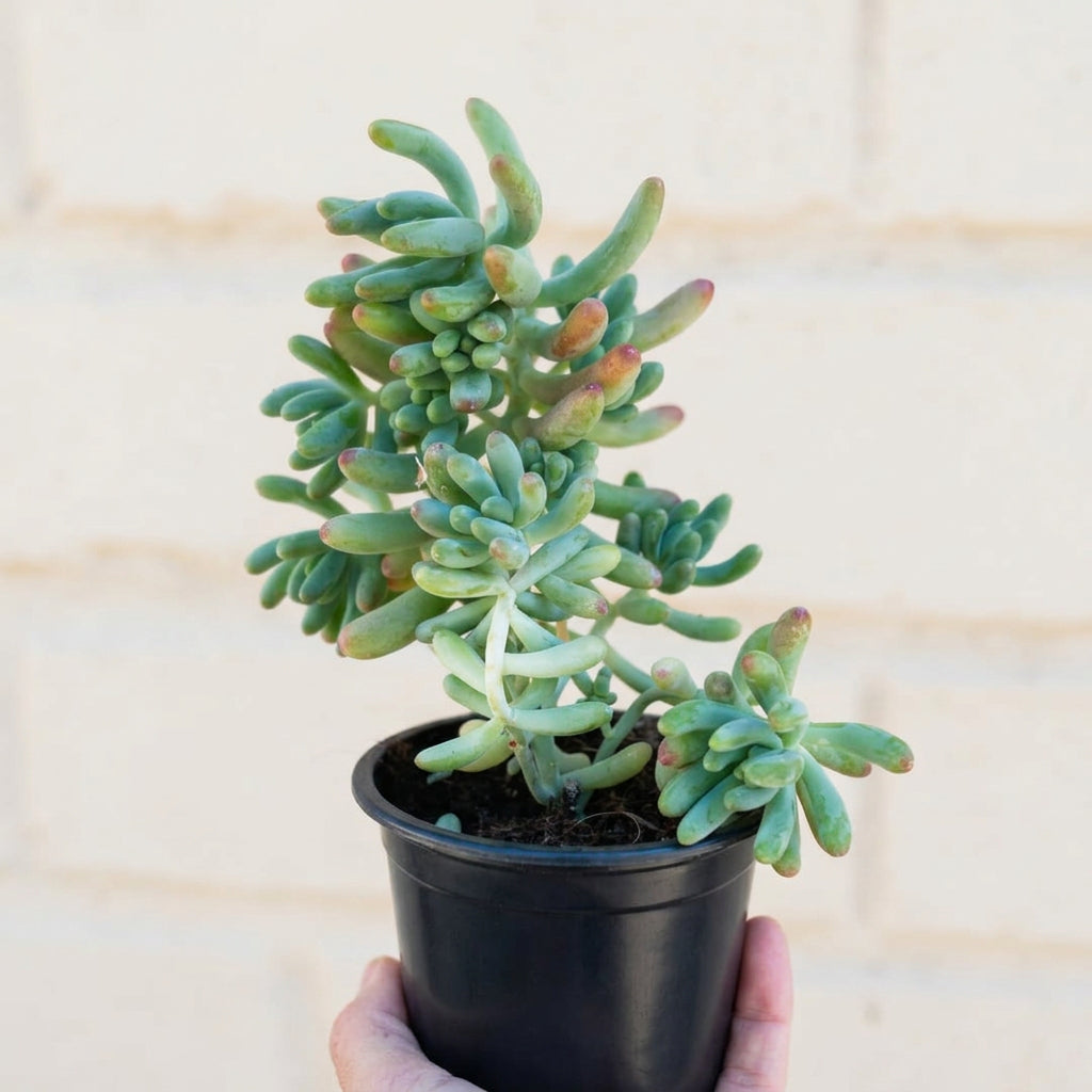 Sedum Pachyphyllum (Dedito de Dios)