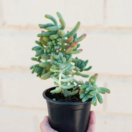 Sedum Pachyphyllum (Dedito de Dios)