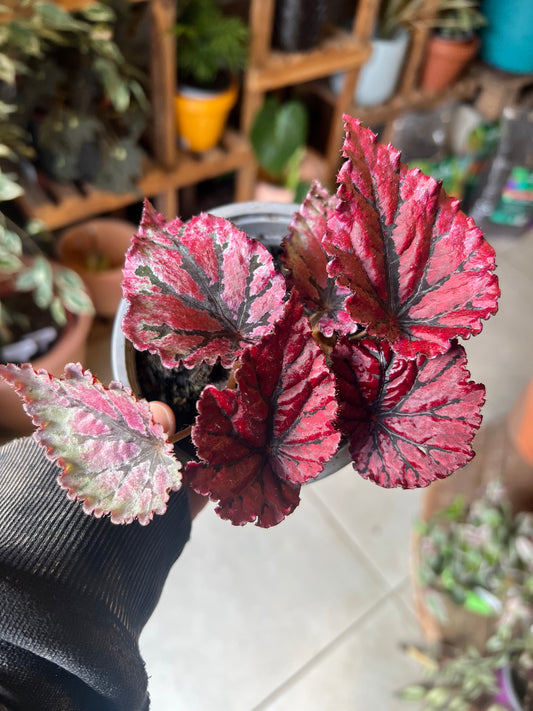 Begonia Rex - Mix