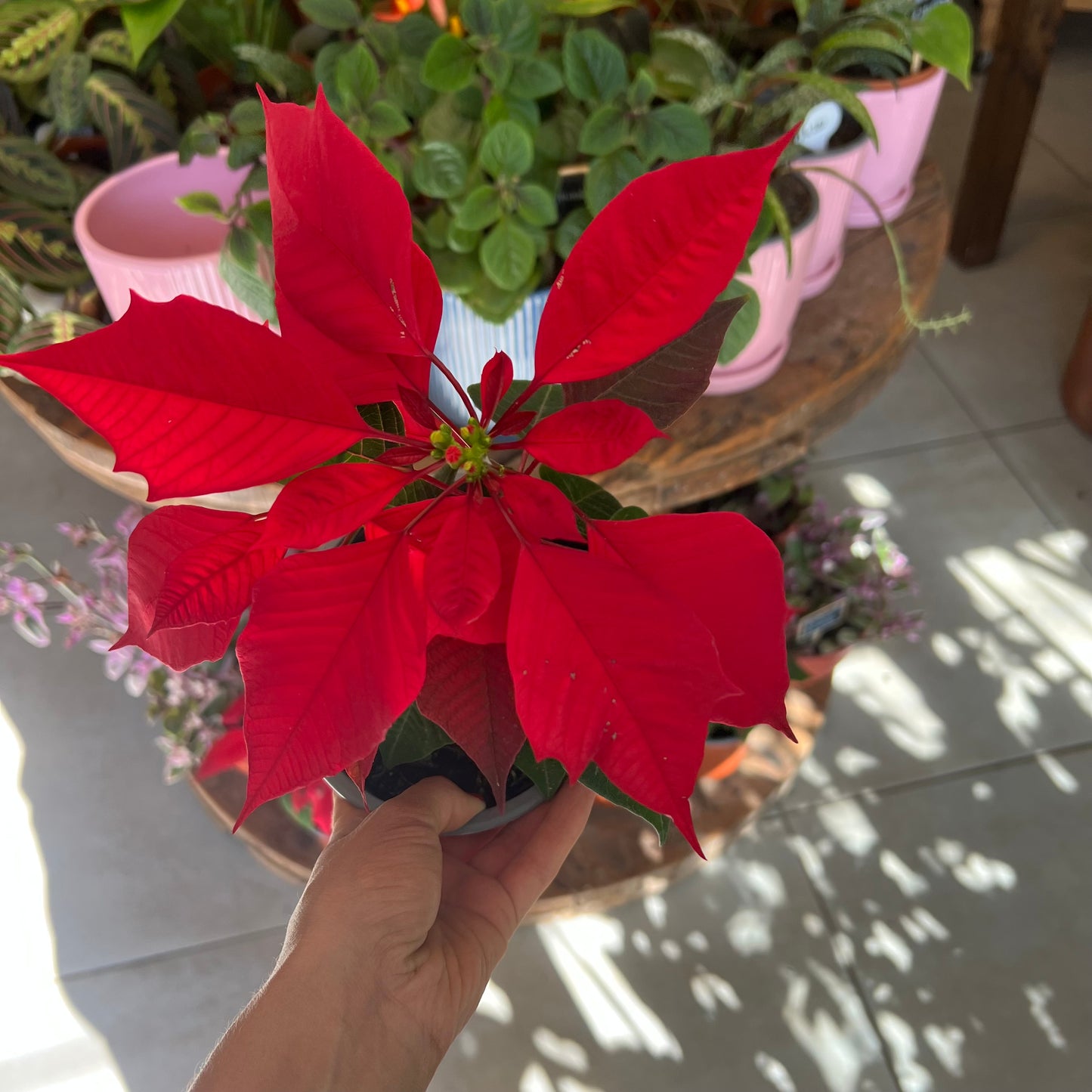 Corona del Inca (flor de navidad)