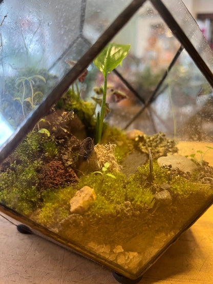 Terrario de Vidrio "Prisma" Mediano