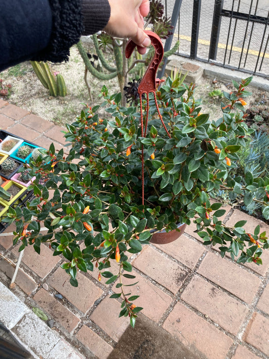 Nematanthus