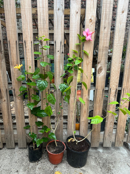 Hibiscus