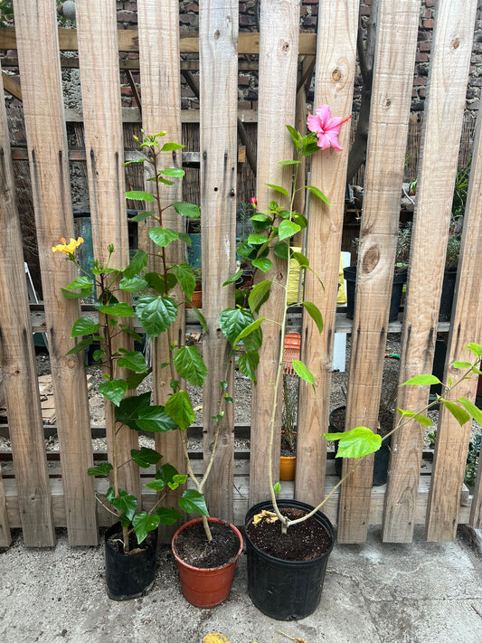 Hibiscus