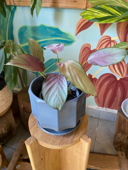 Calathea Picturata Silver Plate