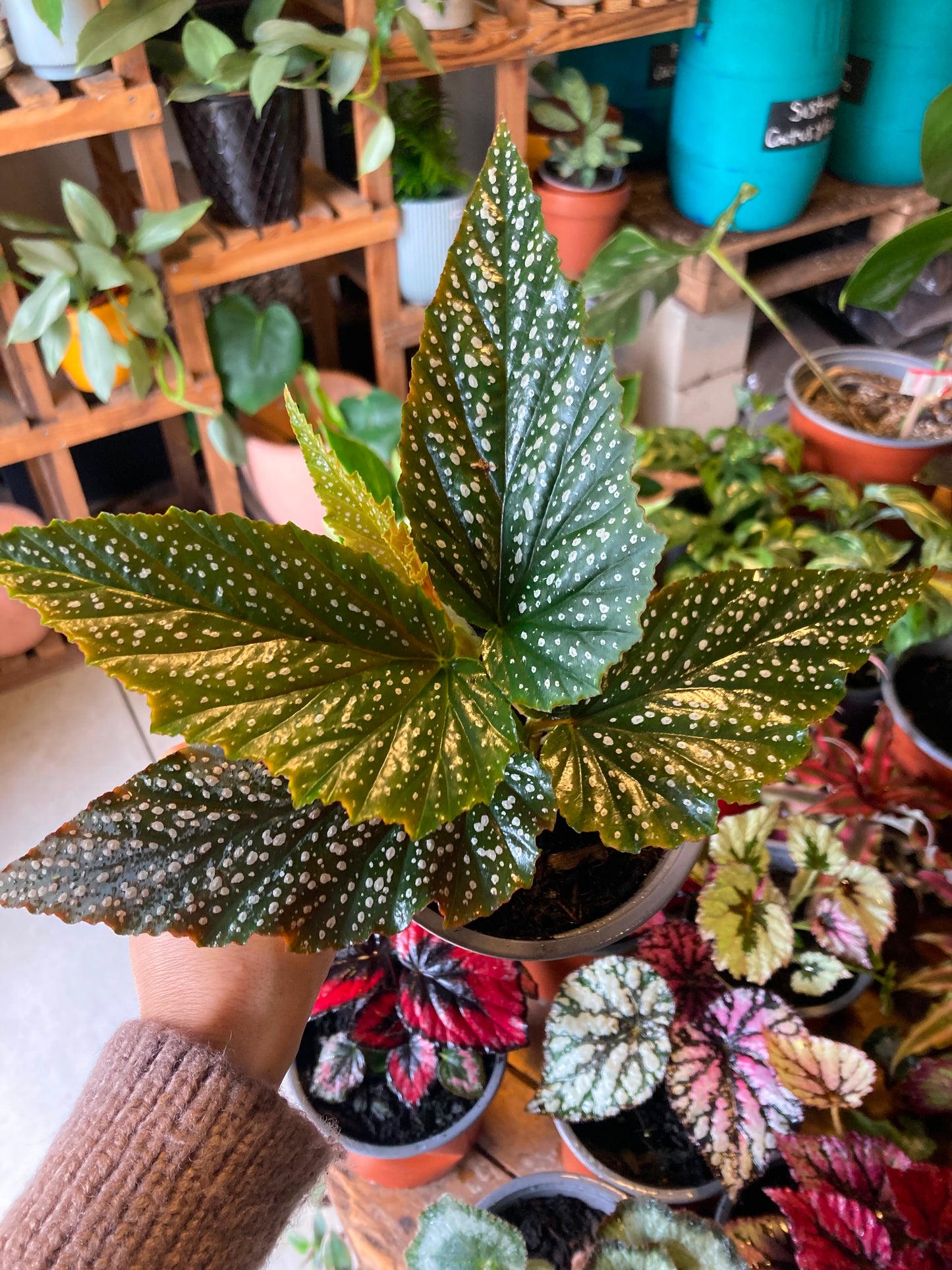 Begonia Alita de Angel