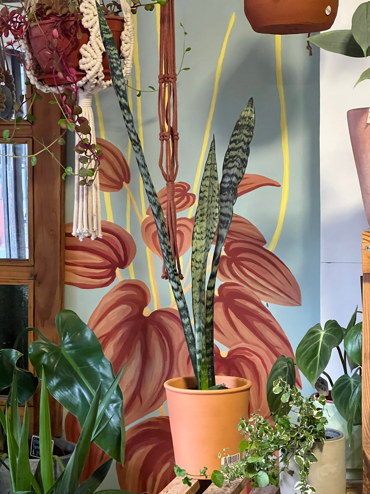 Sansevieria en Maceta Arcilla