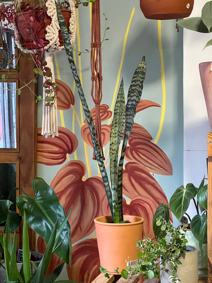 Sansevieria en Maceta Arcilla