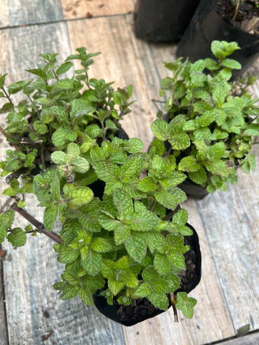 Menta