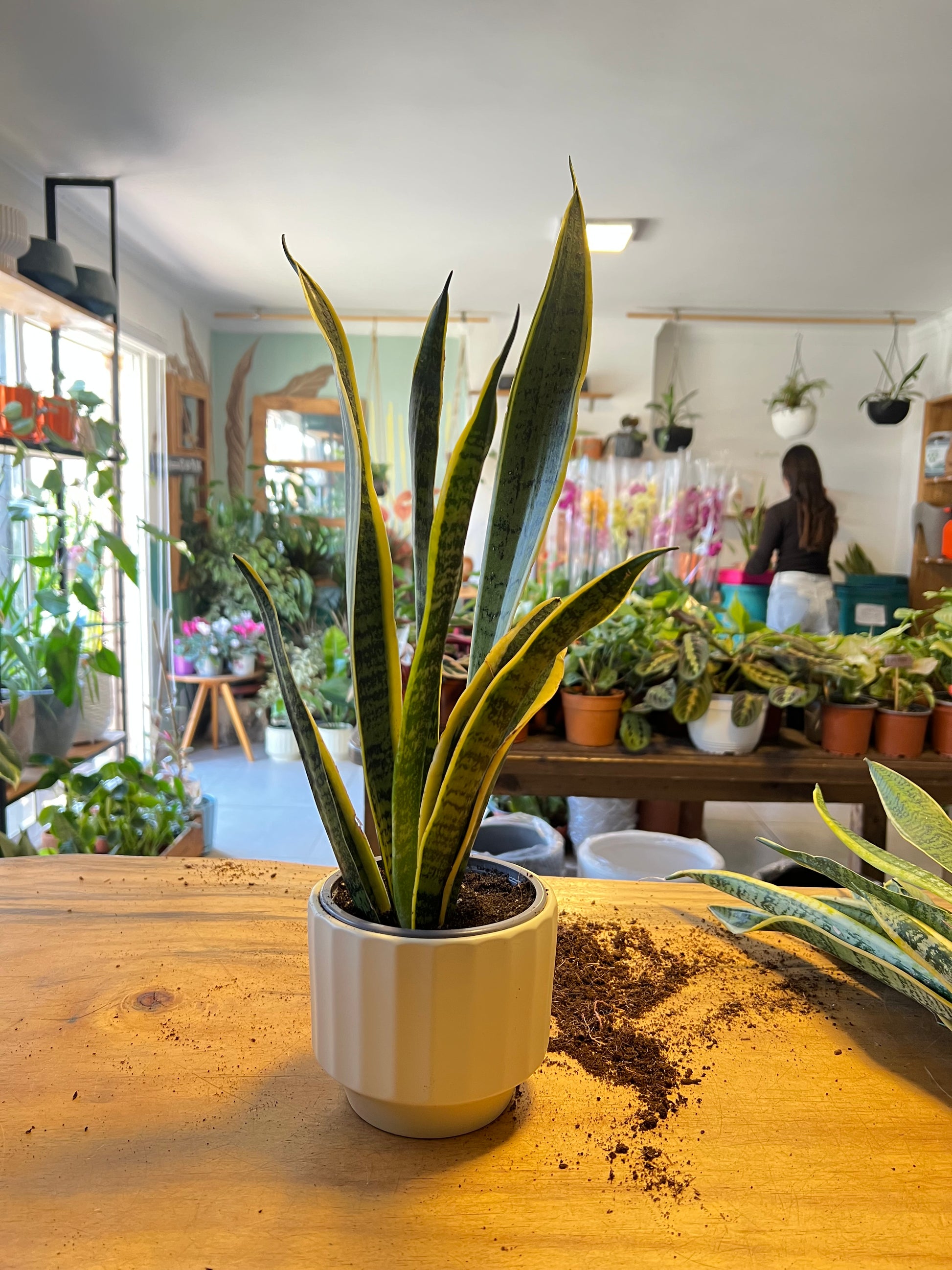 planta sansevieria laurentii Sansevieria Laurentii – La Loca de las Plantas